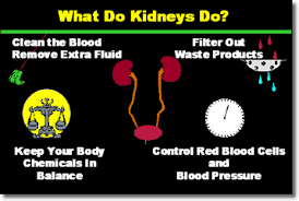 What are functions of kidneys Image