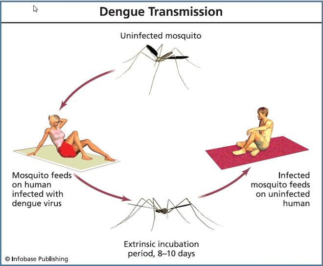 causes of dengue fever